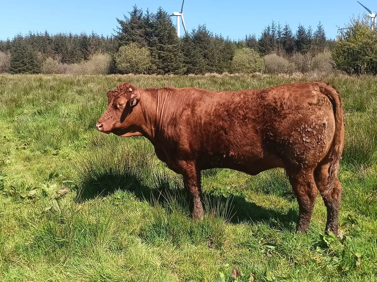 Springing Salar heifers - Image 3