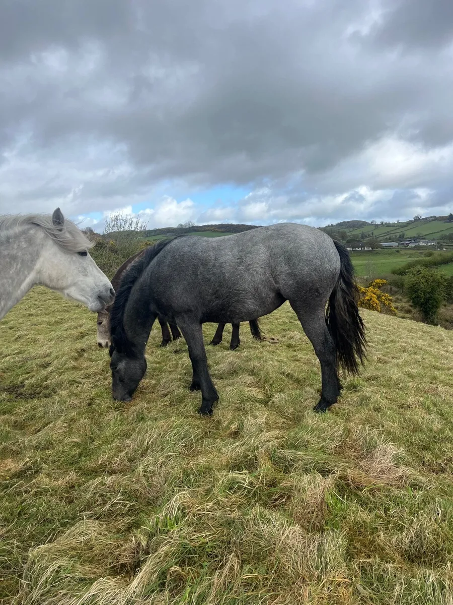 Conamara filly - Image 1