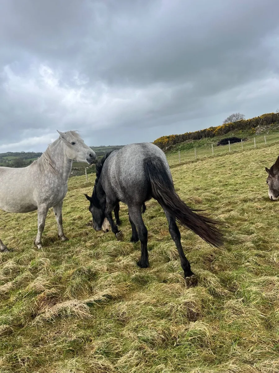 Conamara filly - Image 4