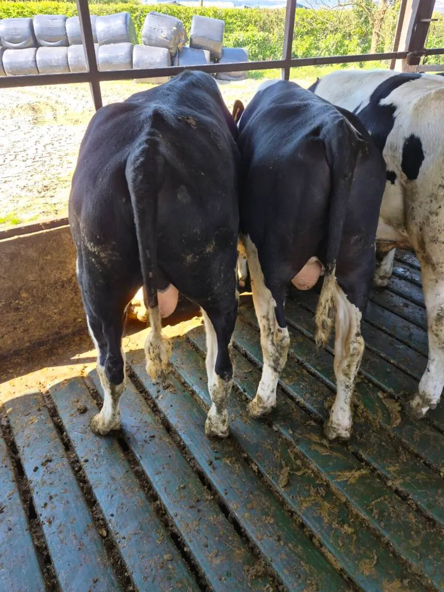 High ebi Pedigree registered friesian  bulls - Image 1