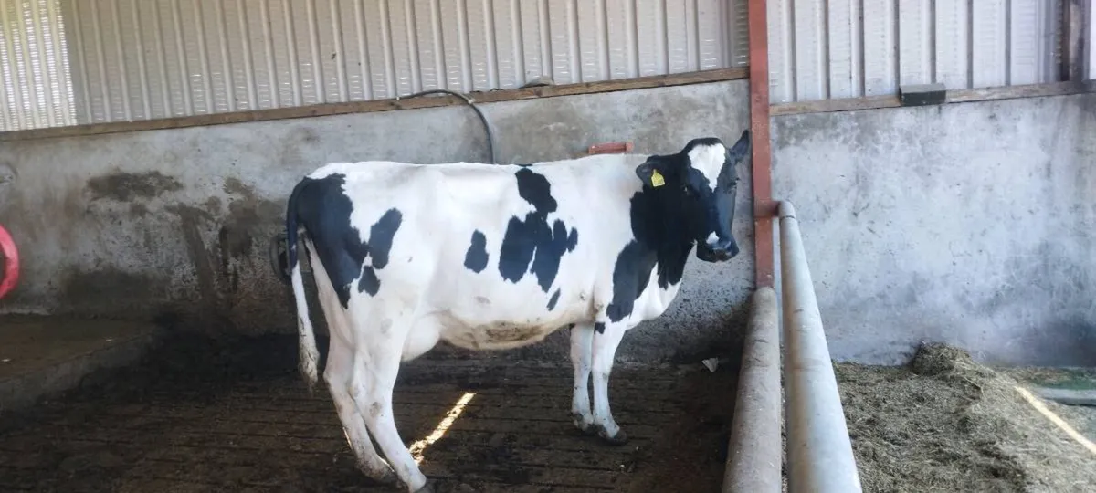 In calf cows - Image 1