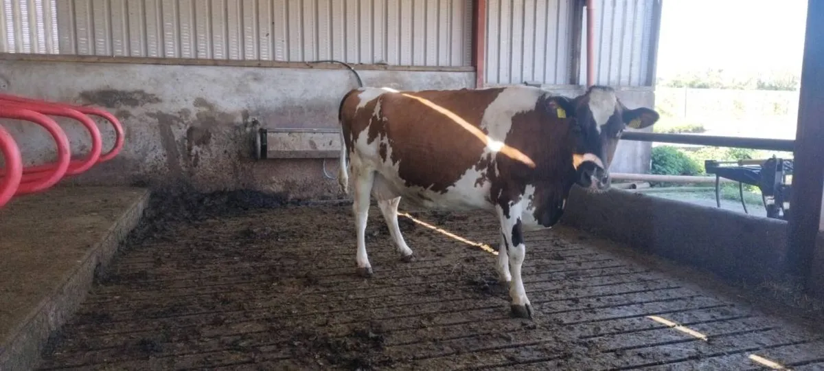 In calf cows - Image 2