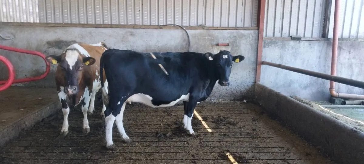 In calf cows - Image 3