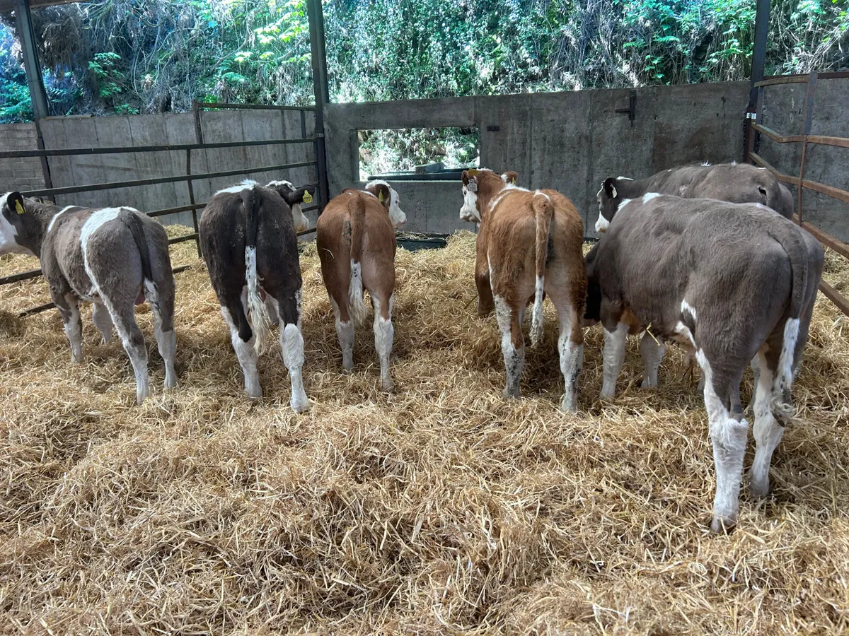 Beef cattle - Image 2