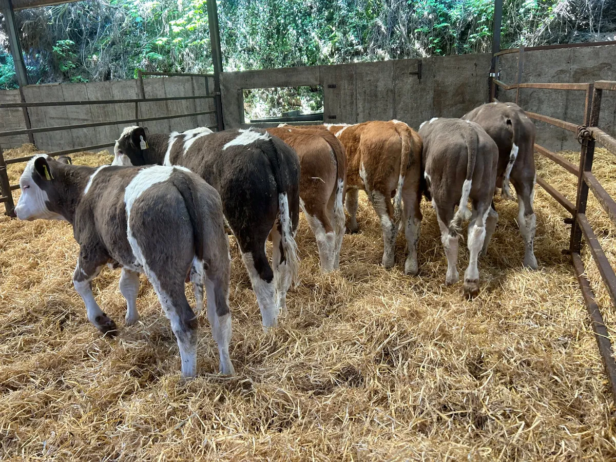 Beef cattle - Image 1