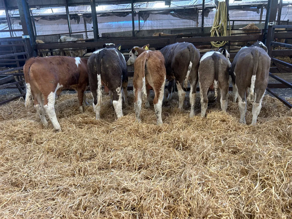 Beef cattle - Image 4