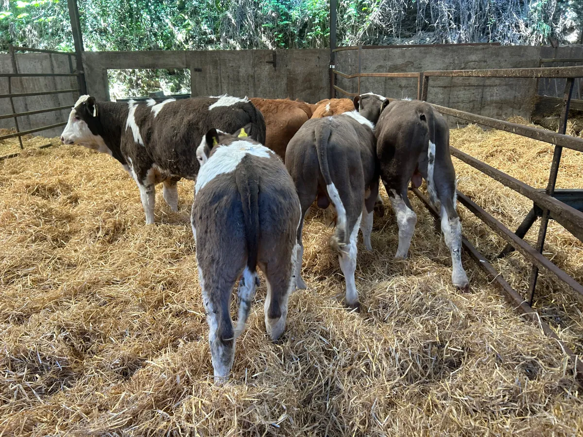 Beef cattle - Image 3