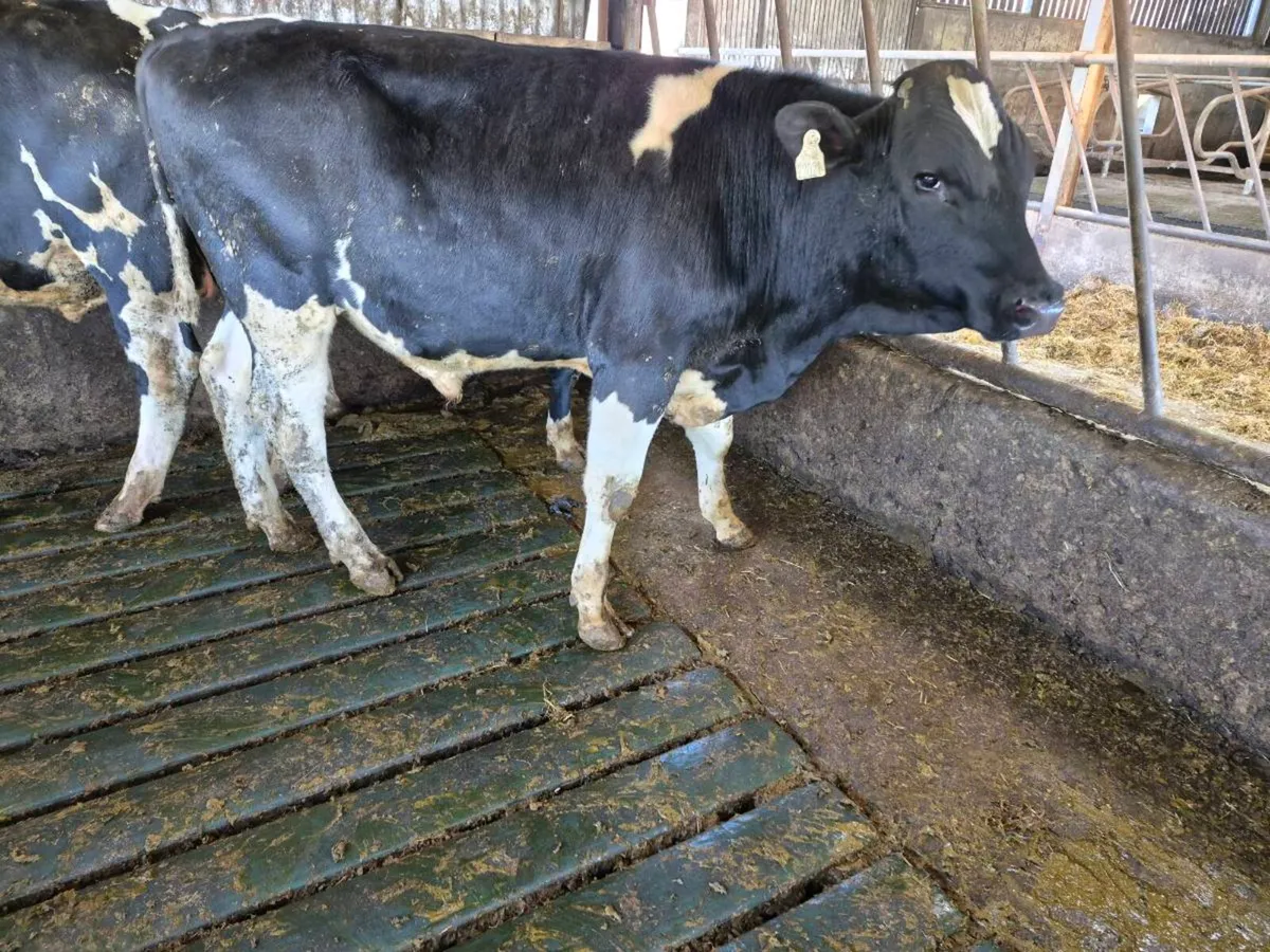 High ebi Pedigree registered friesian  bulls - Image 2