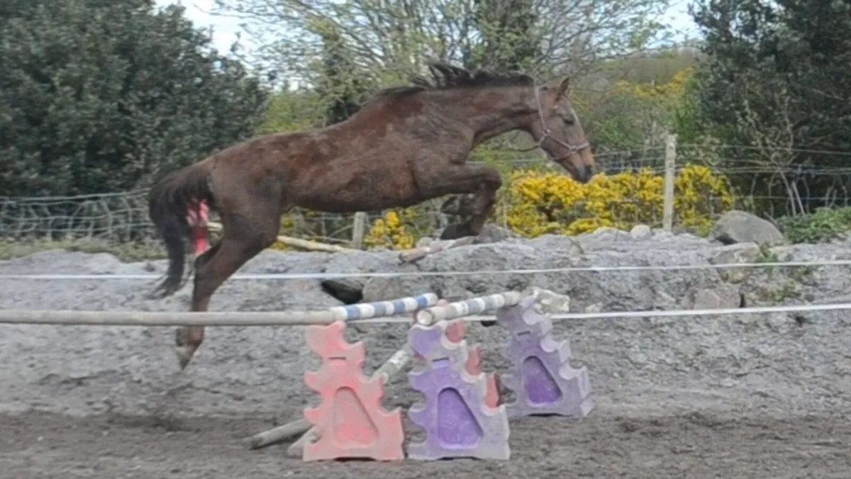 3 year old gelding - Image 1