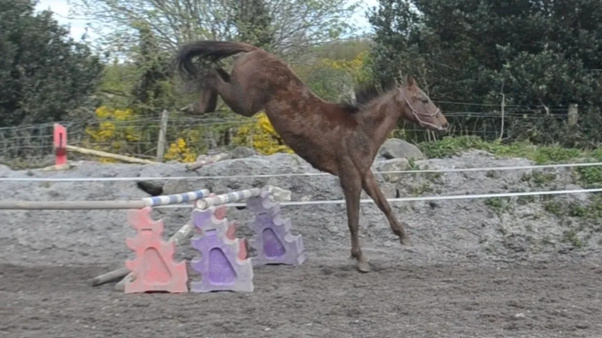 3 year old gelding - Image 2