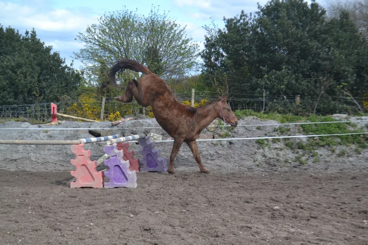 3 year old gelding - Image 3