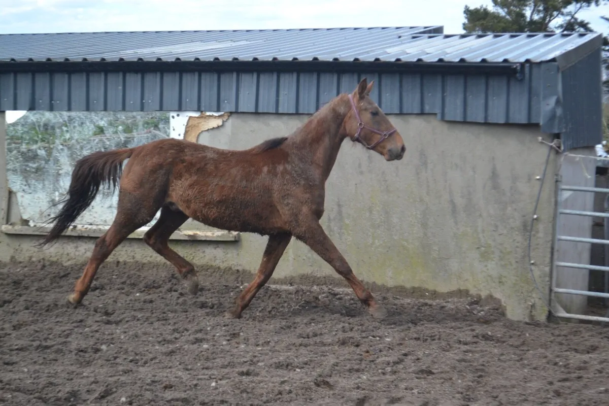 3 year old gelding - Image 4