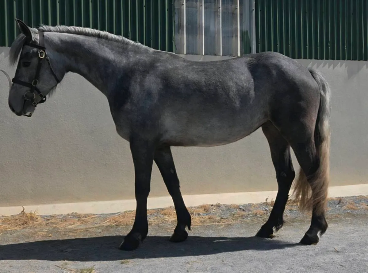 Cracking connemara - Image 1