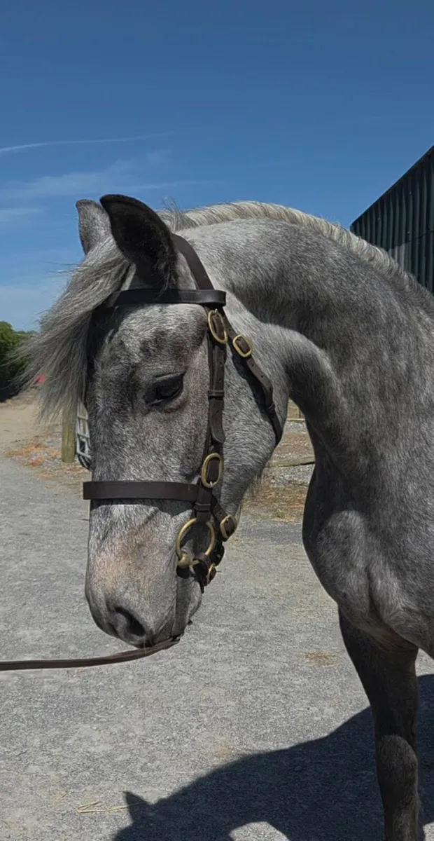 Cracking connemara - Image 2