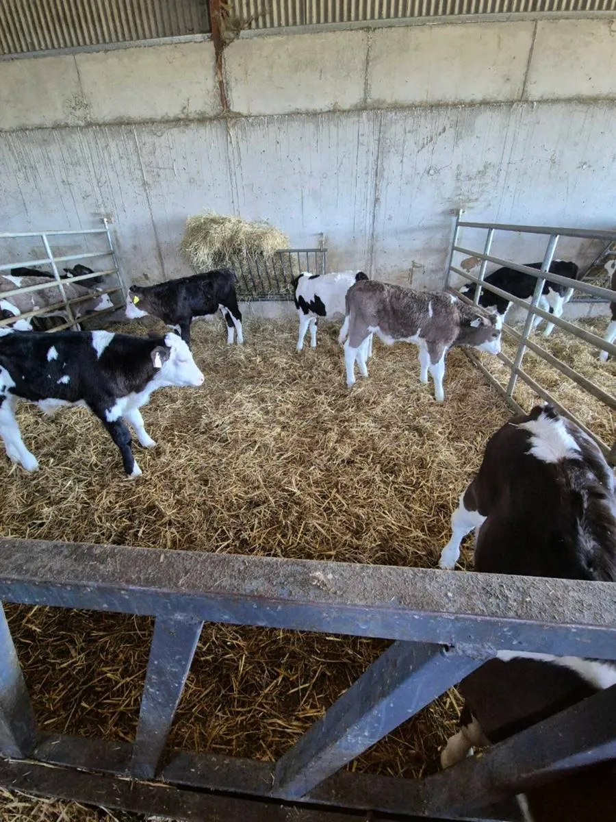 Simmental calves - Image 2