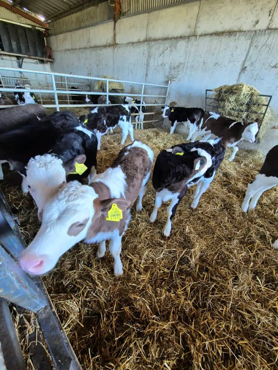 Simmental calves - Image 1