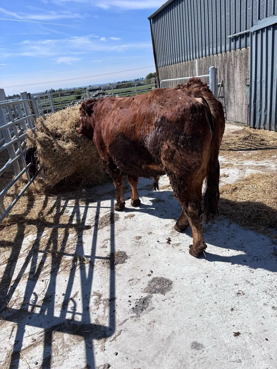 Limousin Bull - Image 3