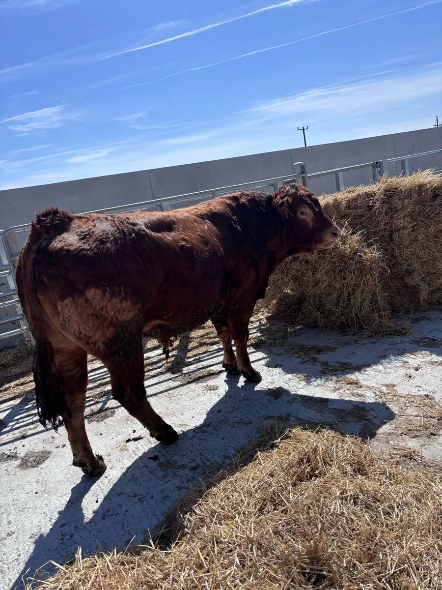 Limousin Bull - Image 2