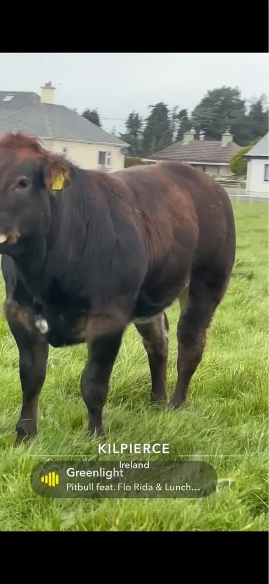 ***ROCKY X PPS SHOW / BREEDING HEIFER - Image 2