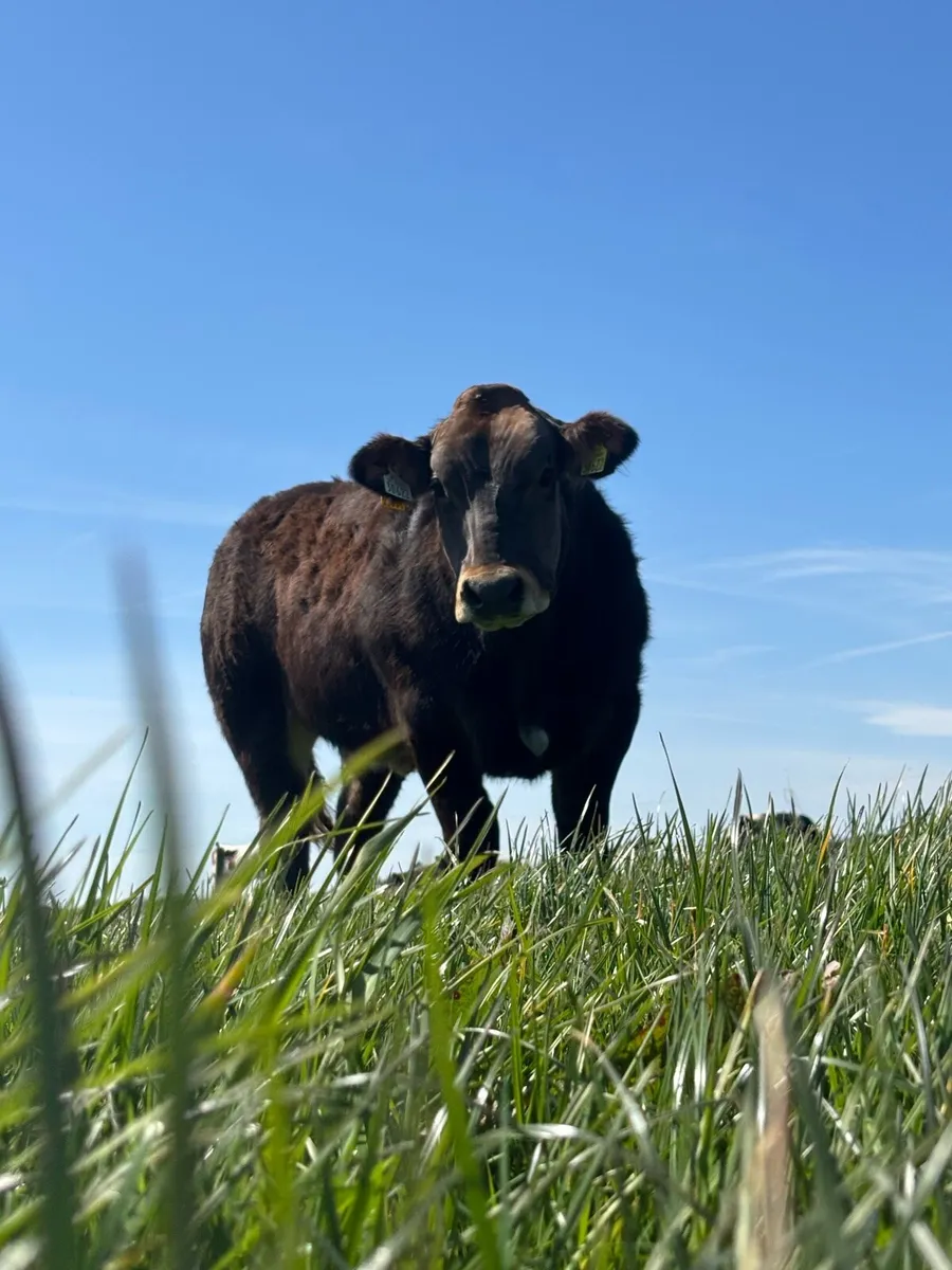 ***ROCKY X PPS SHOW / BREEDING HEIFER - Image 4