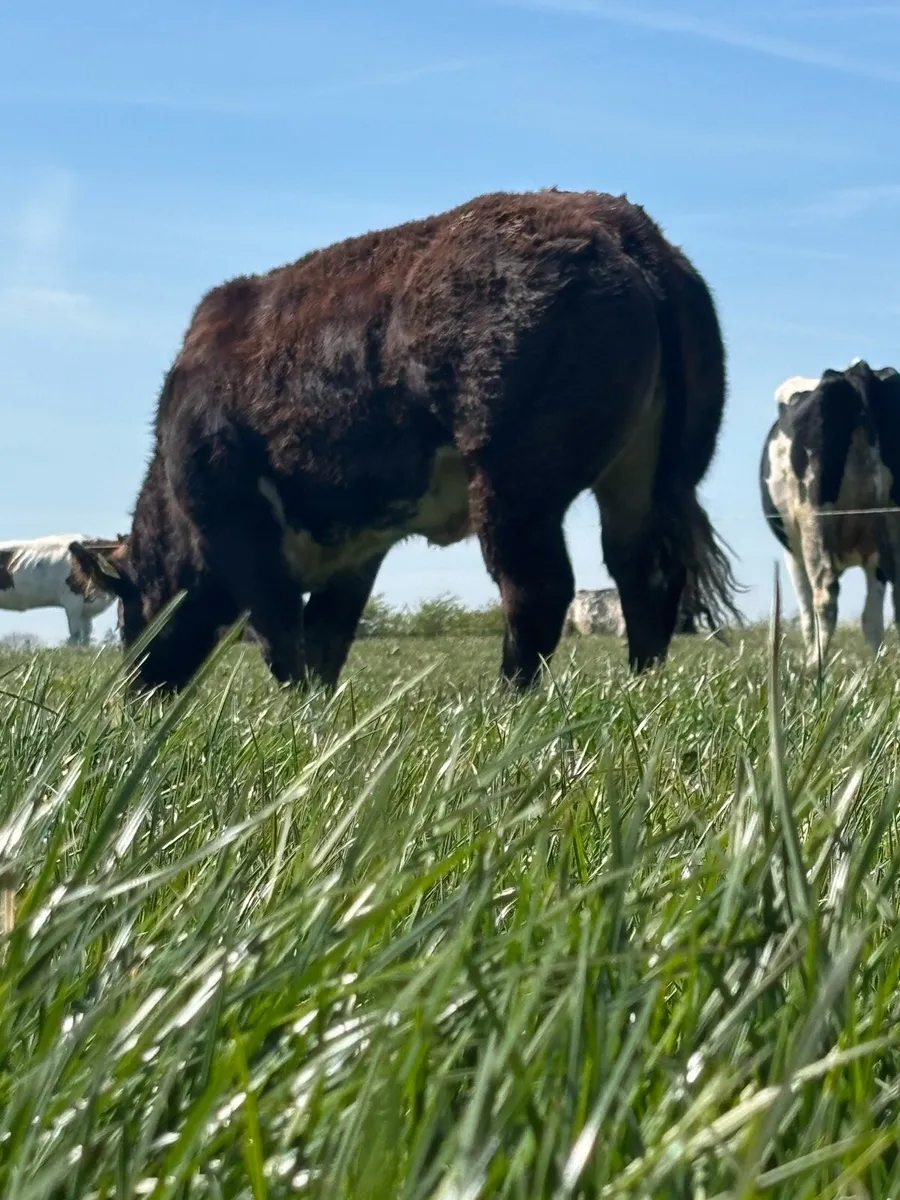 ***ROCKY X PPS SHOW / BREEDING HEIFER - Image 1