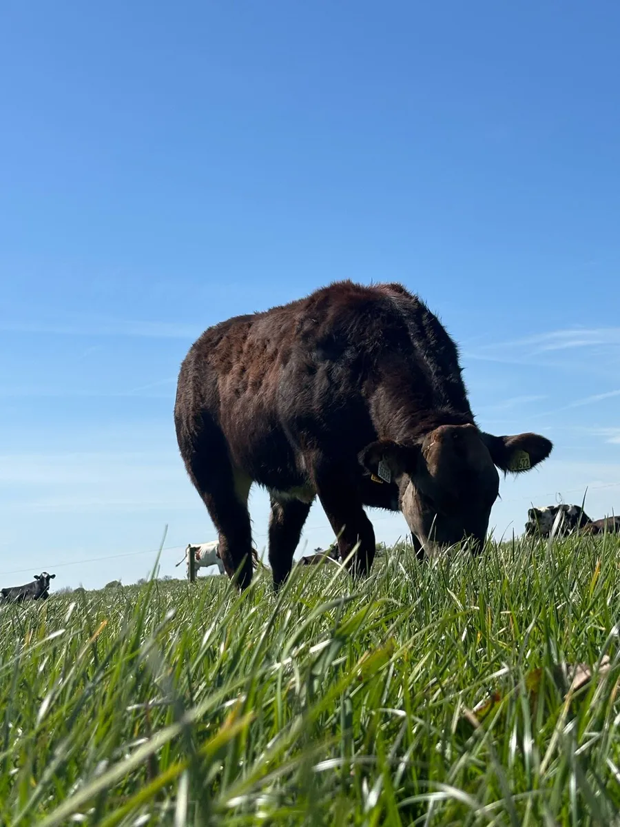 ***ROCKY X PPS SHOW / BREEDING HEIFER - Image 3