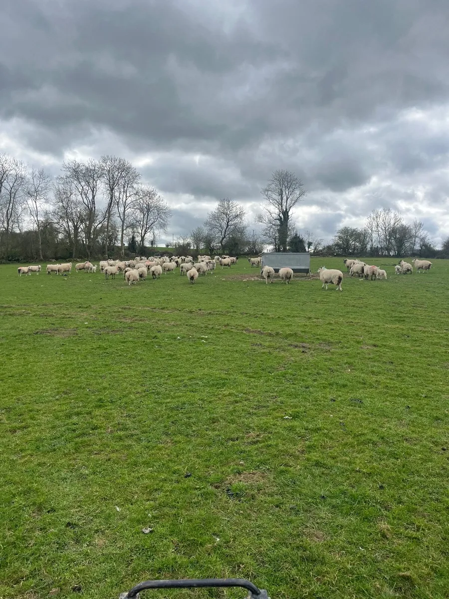 16 acres of grazing for sheep