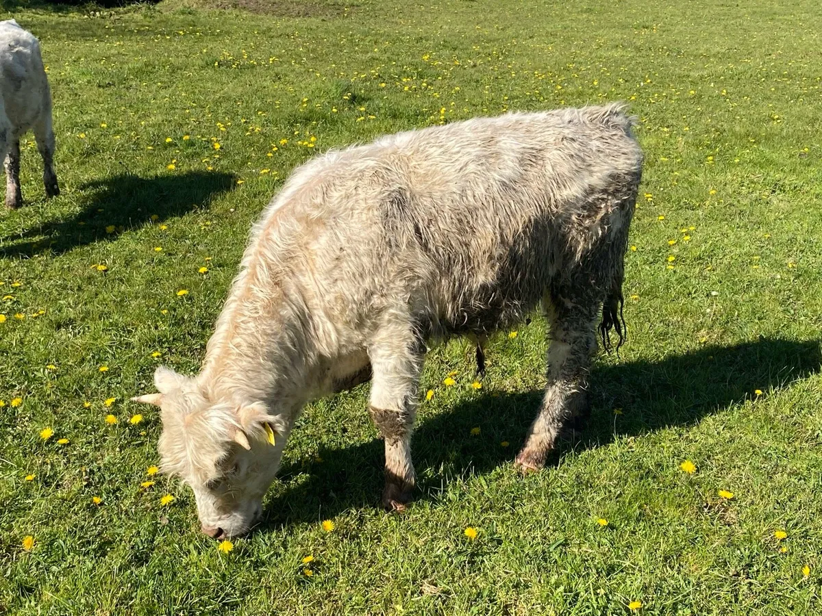 Charolais bull - Image 2