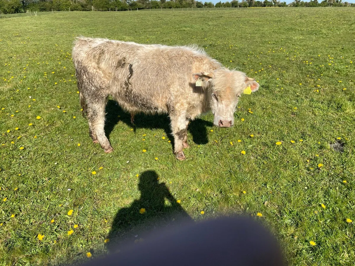 Charolais bull - Image 1