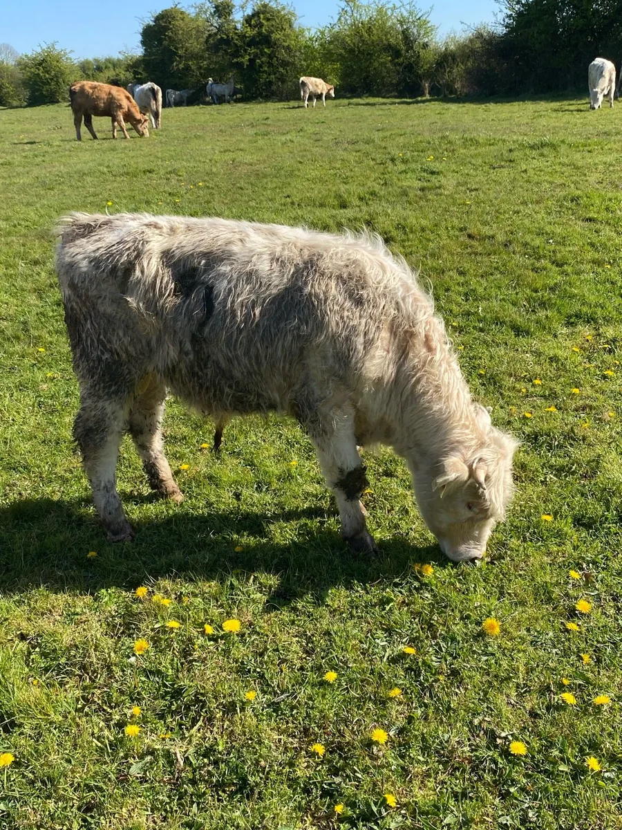 Charolais bull - Image 3