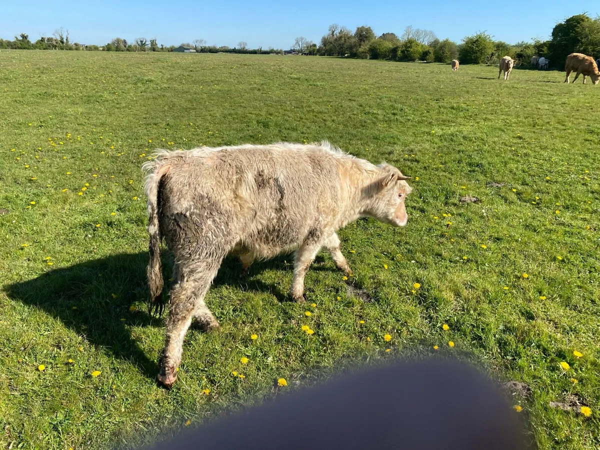 Charolais bull - Image 4