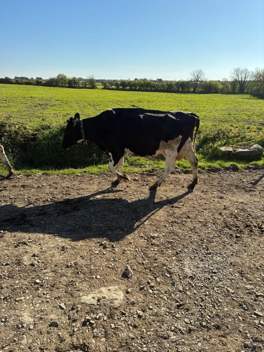 Cows - Image 1