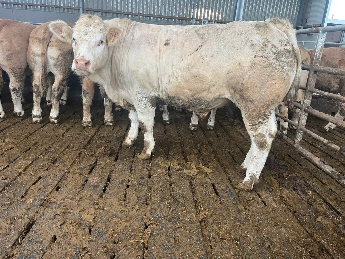 750kg+ CHX bullocks Ballina Mart 28 April - Image 1
