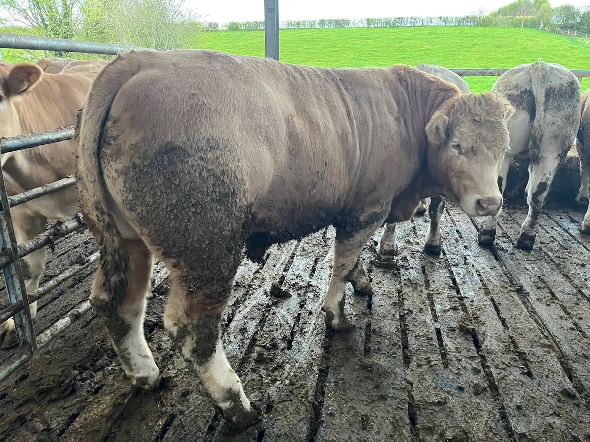 750kg+ CHX bullocks Ballina Mart 28 April - Image 2