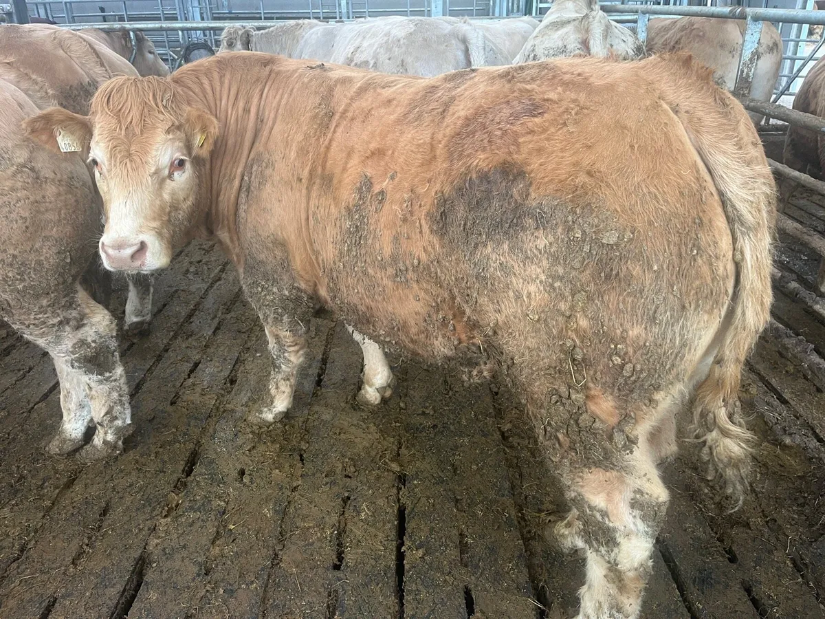 750kg+ CHX bullocks Ballina Mart 28 April - Image 3
