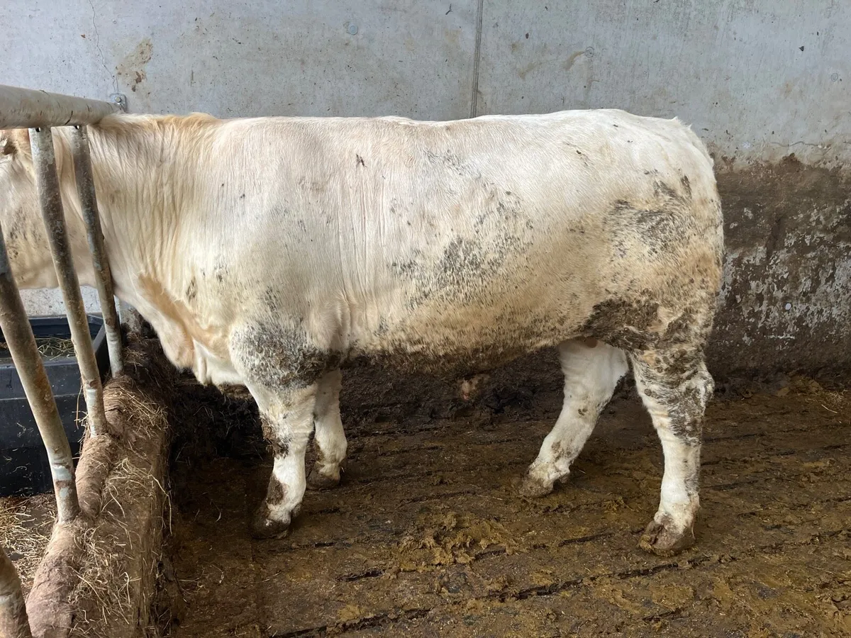 750kg+ CHX bullocks Ballina Mart 28 April - Image 4