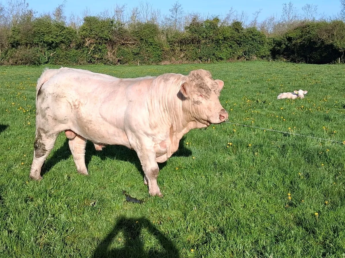 Pedigree Charolais bull - Image 1