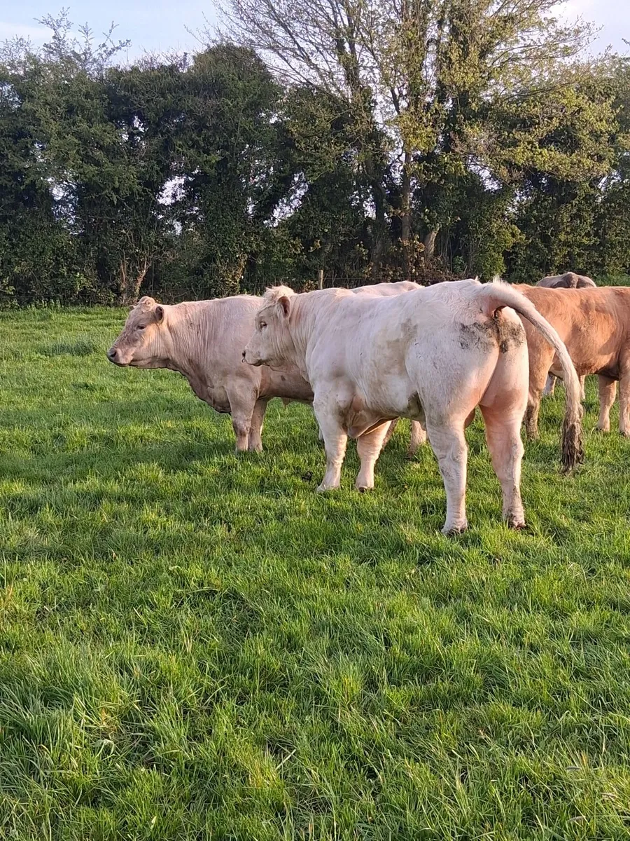 Pedigree Charolais bull - Image 2