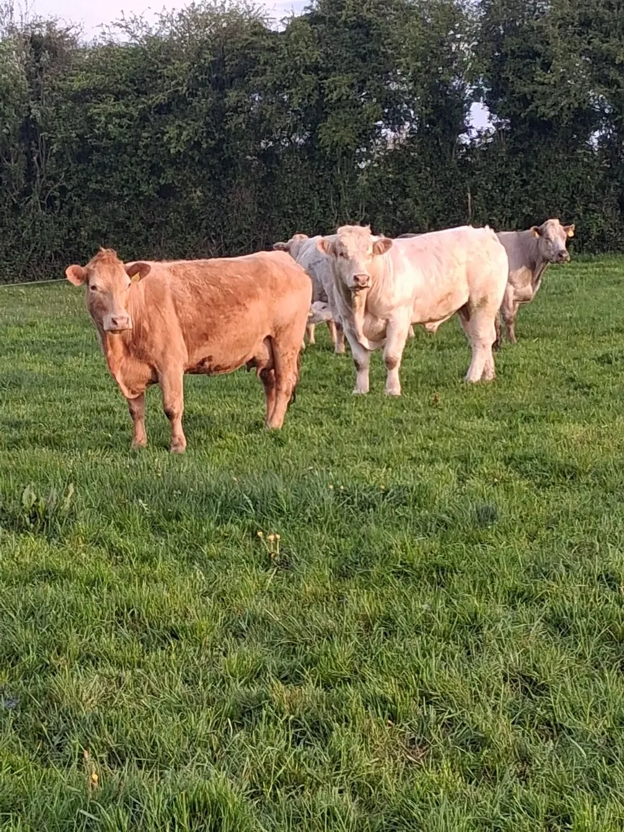 Pedigree Charolais bull - Image 3