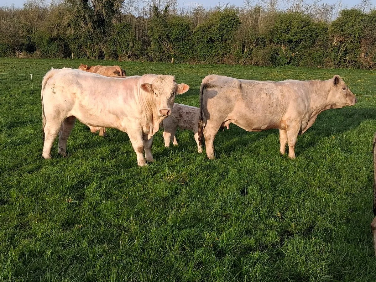 Pedigree Charolais bull - Image 4