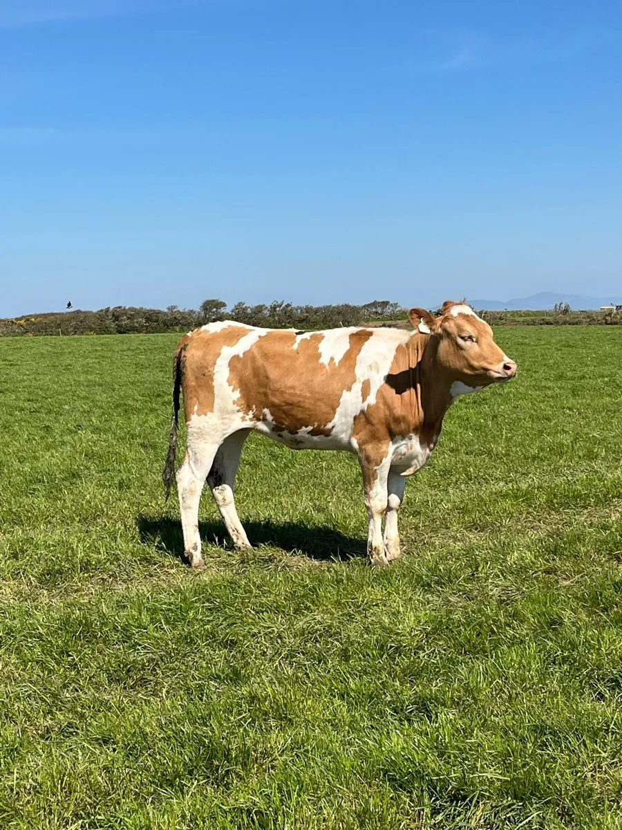 Maiden heifers - Image 1