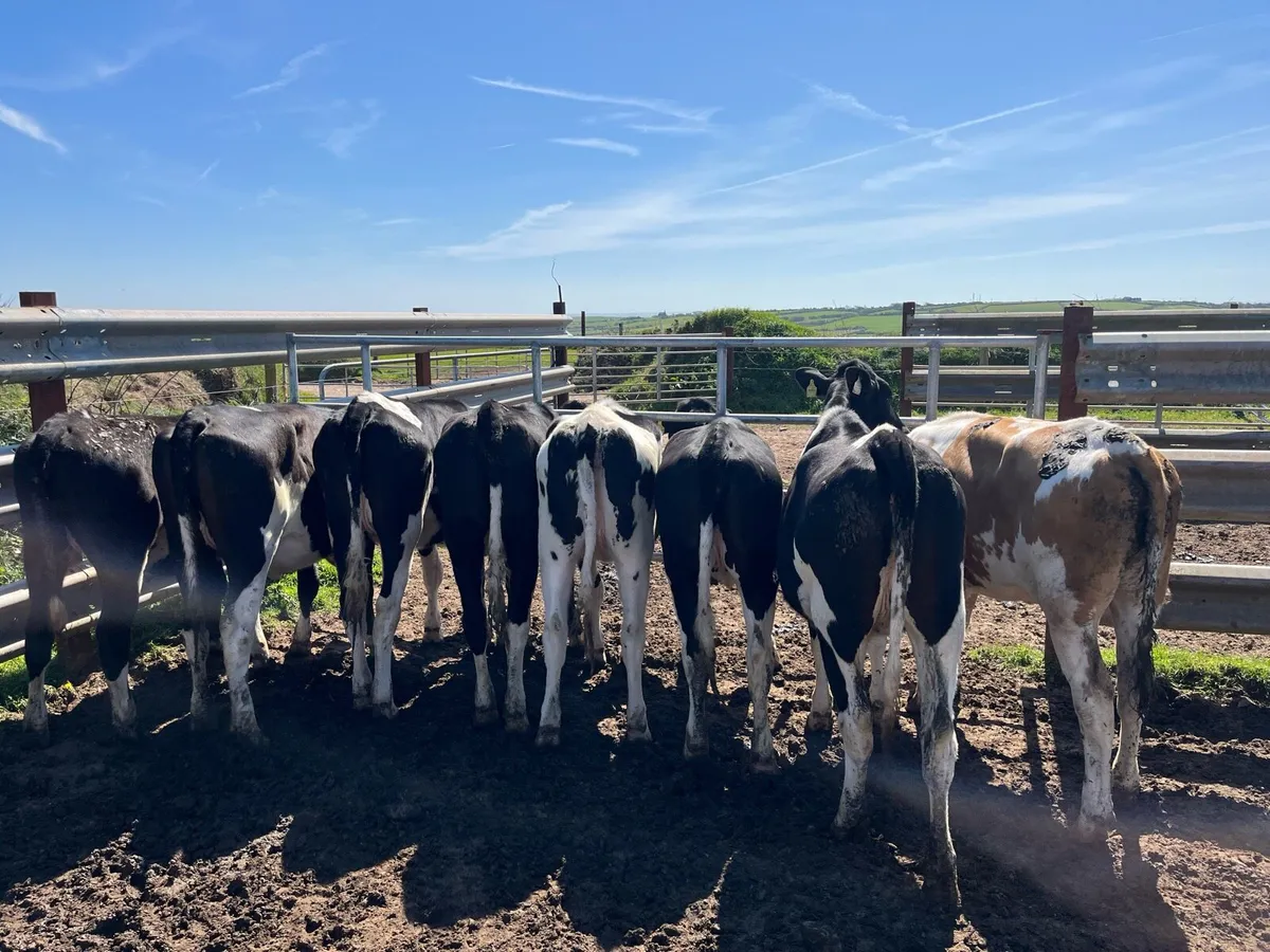 Maiden heifers - Image 2