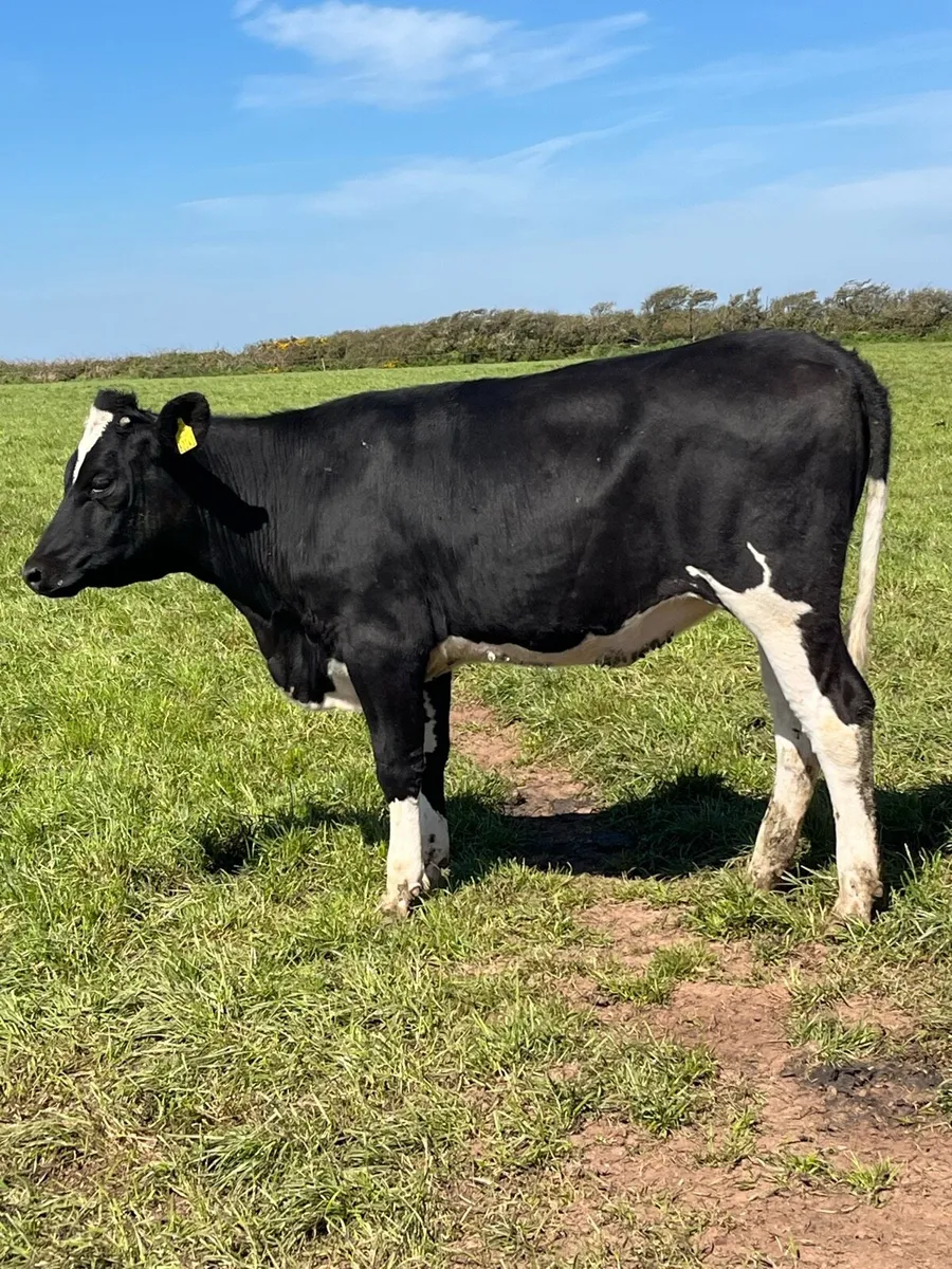 Maiden heifers - Image 3