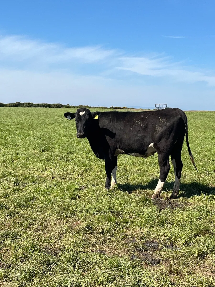 Maiden heifers - Image 4