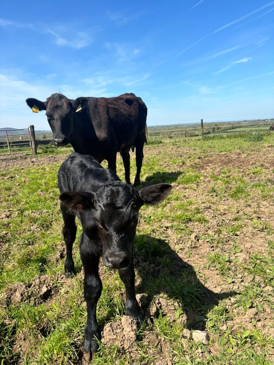 First calved Angus heifer - Image 1