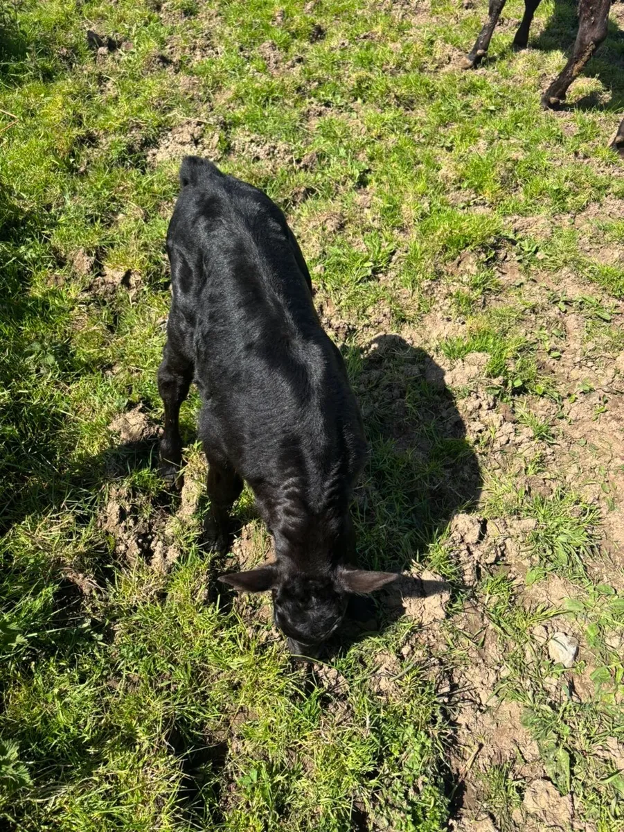 First calved Angus heifer - Image 3