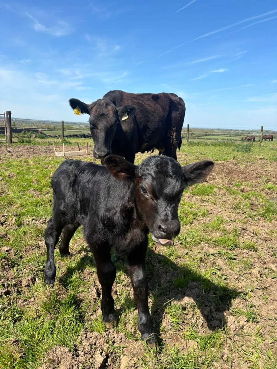 First calved Angus heifer - Image 2