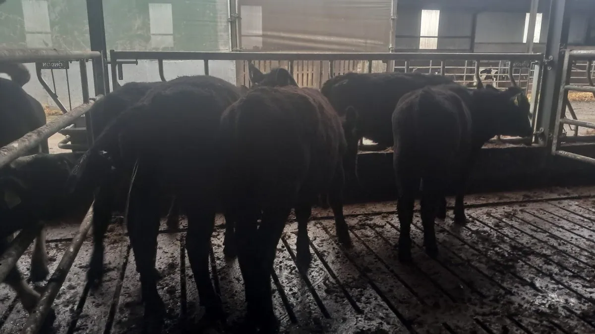 Yearling heifers - Image 2