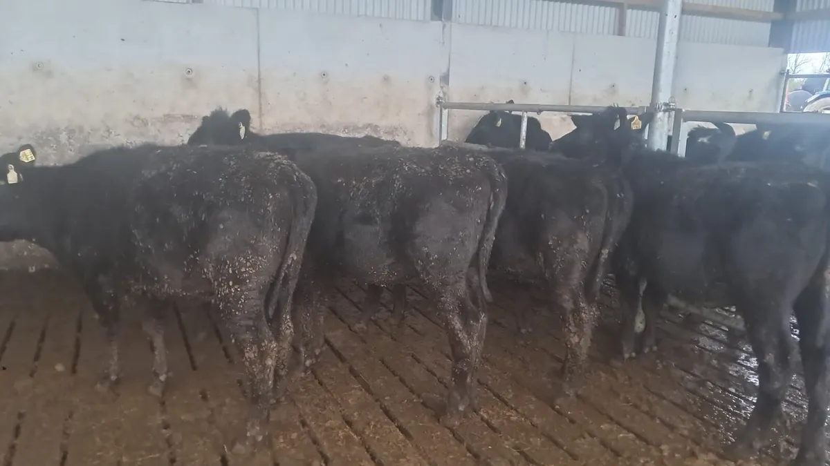 Yearling heifers - Image 3