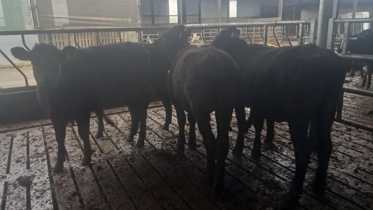 Yearling heifers - Image 1